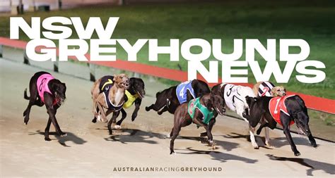 my racing greyhounds|Special Commission of Inquiry into Greyhound Racing Industry in NSW.